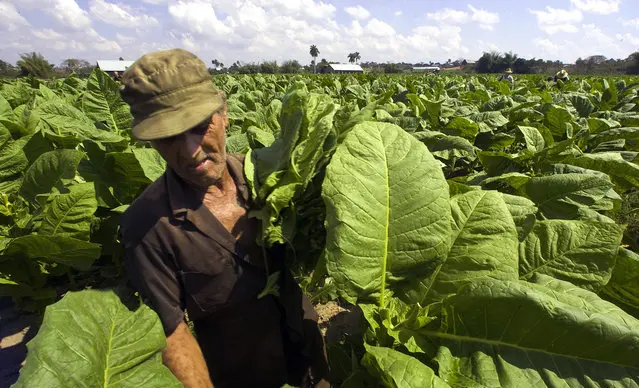 Tobacco quality control equipment - Laboratory testing and grading systems